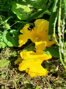 Agriturismo Al-Marnich (Agriturismo Como): Fiori Di Zucca BIO
