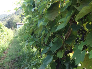 Agriturismo Al-Marnich: Uva Fragola BIO
